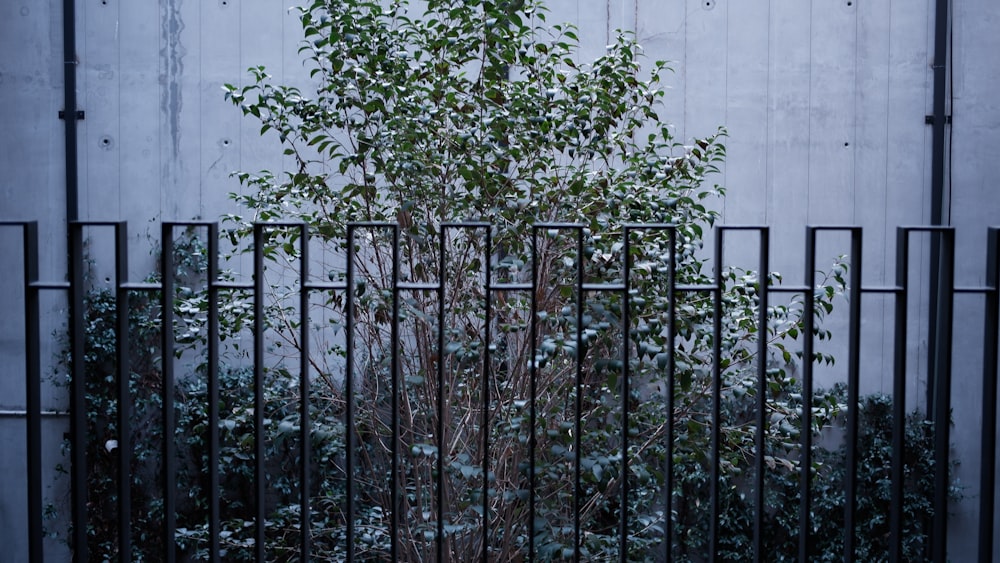 un arbre pousse à travers une clôture devant un bâtiment