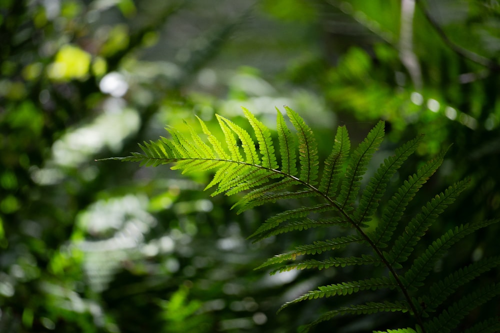 a close up of a fern leaf in a forest