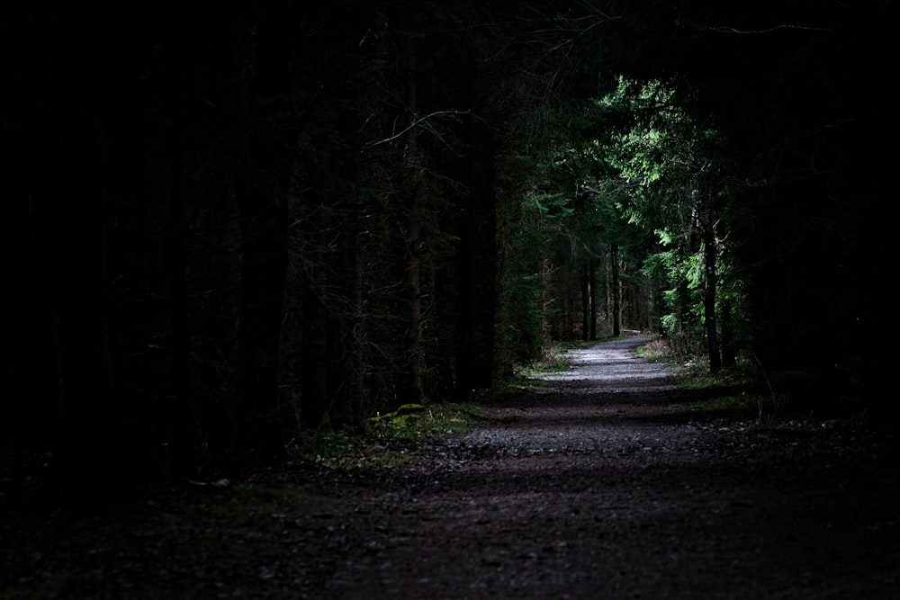 a dark path in the middle of a forest