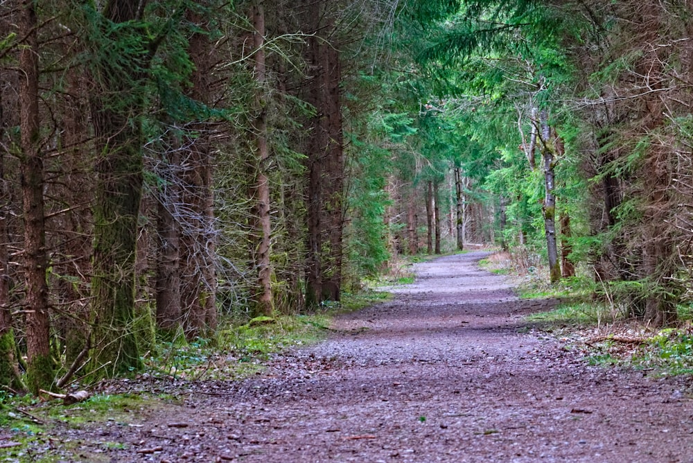 a dirt road in the middle of a forest