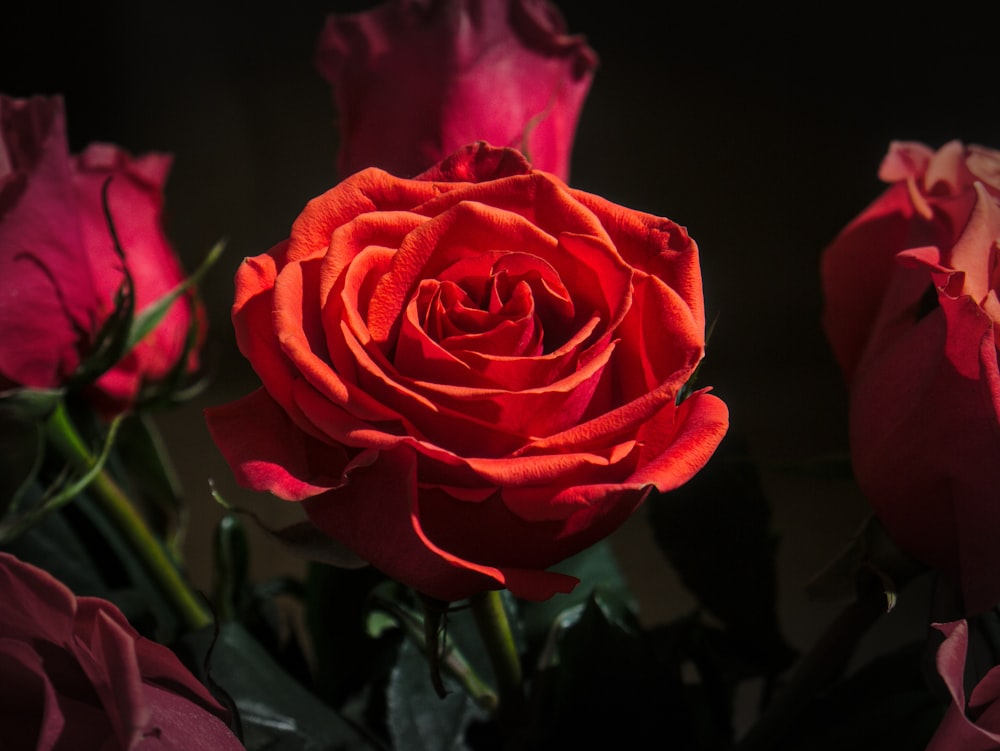 a close up of a red rose on a black background