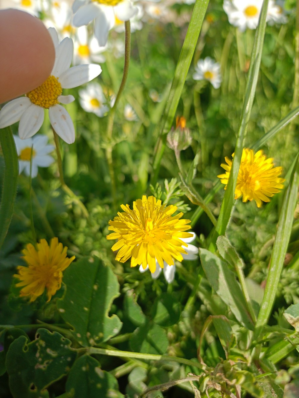 a person holding a flower in a field of daisies