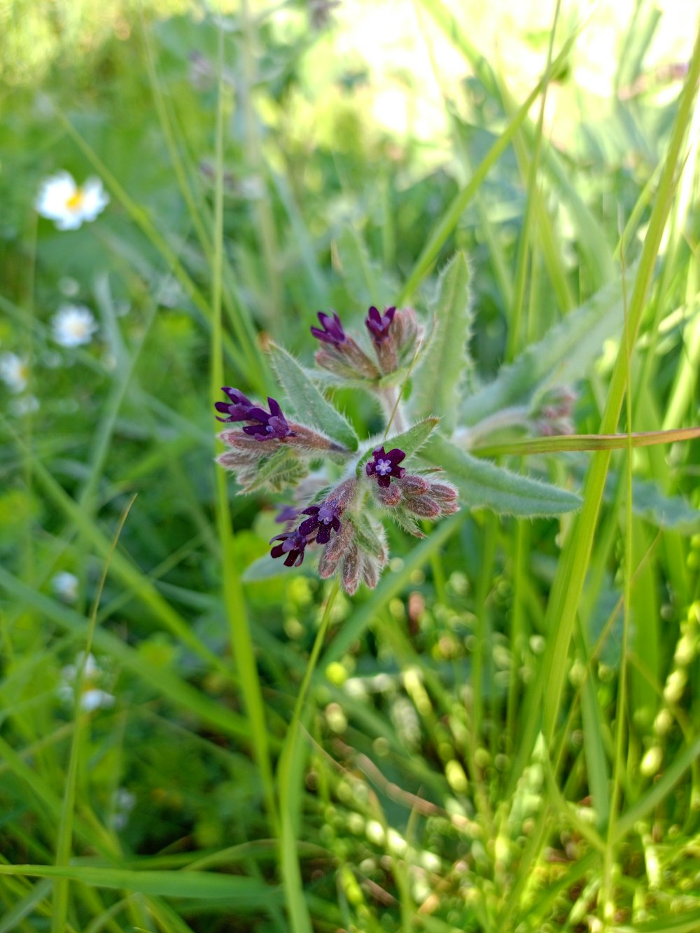 a small purple flower sitting in the grass