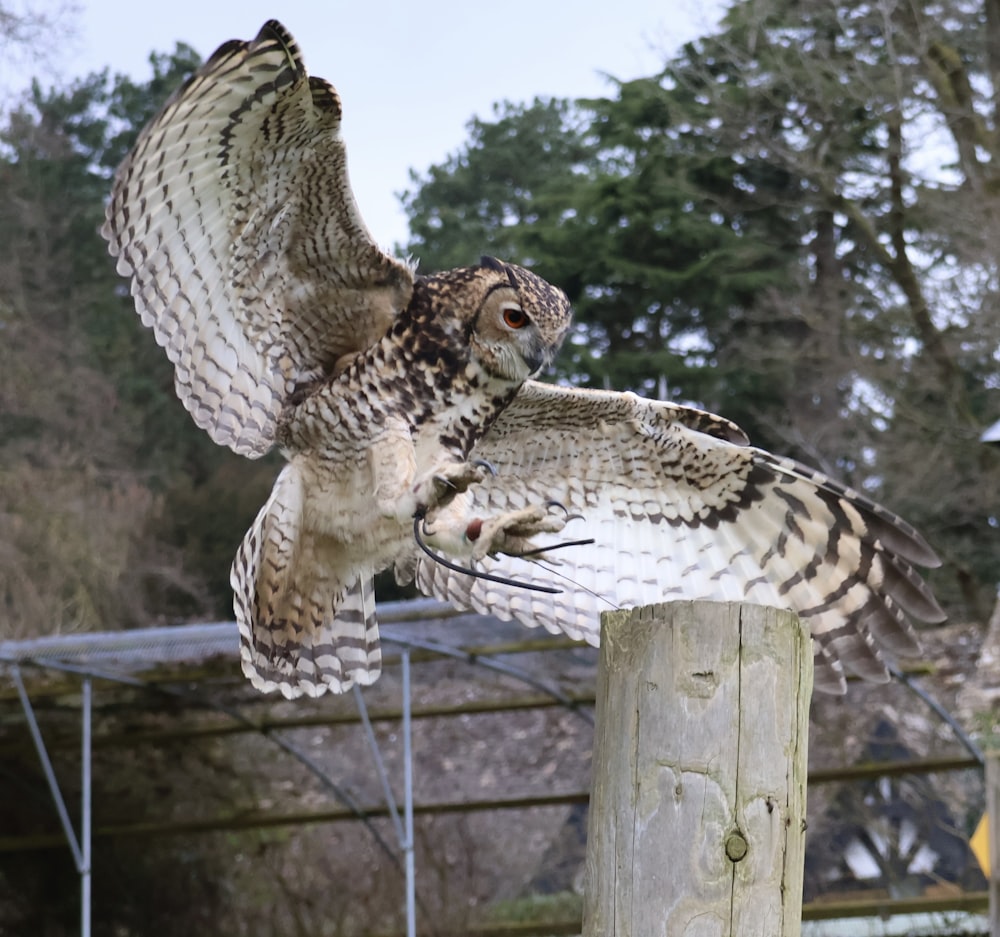 a large owl flying over a wooden post