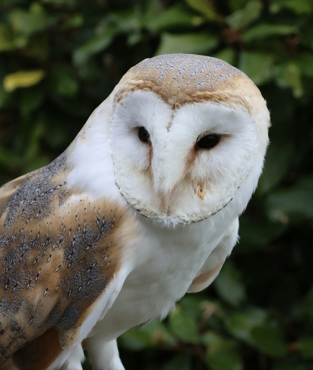 a close up of an owl on a tree branch