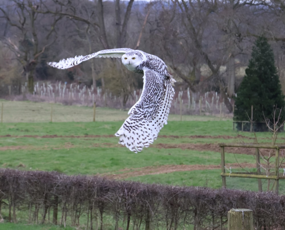 a white owl flying over a lush green field