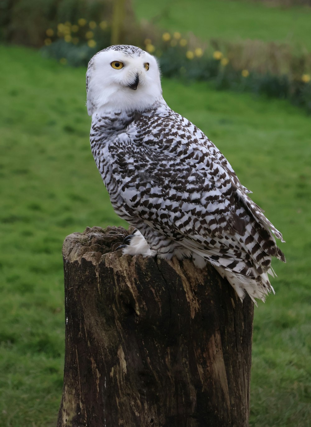 a white and black owl sitting on top of a tree stump