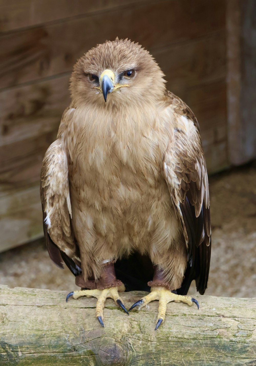 a brown and white bird sitting on top of a log