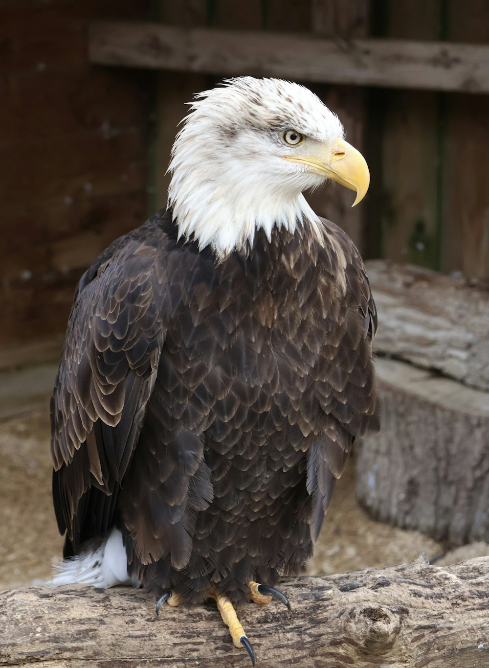 a bald eagle sitting on a log in a zoo