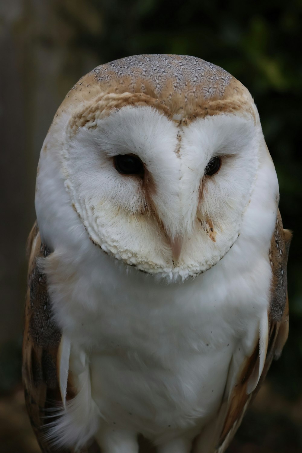 a close up of an owl with a blurry background