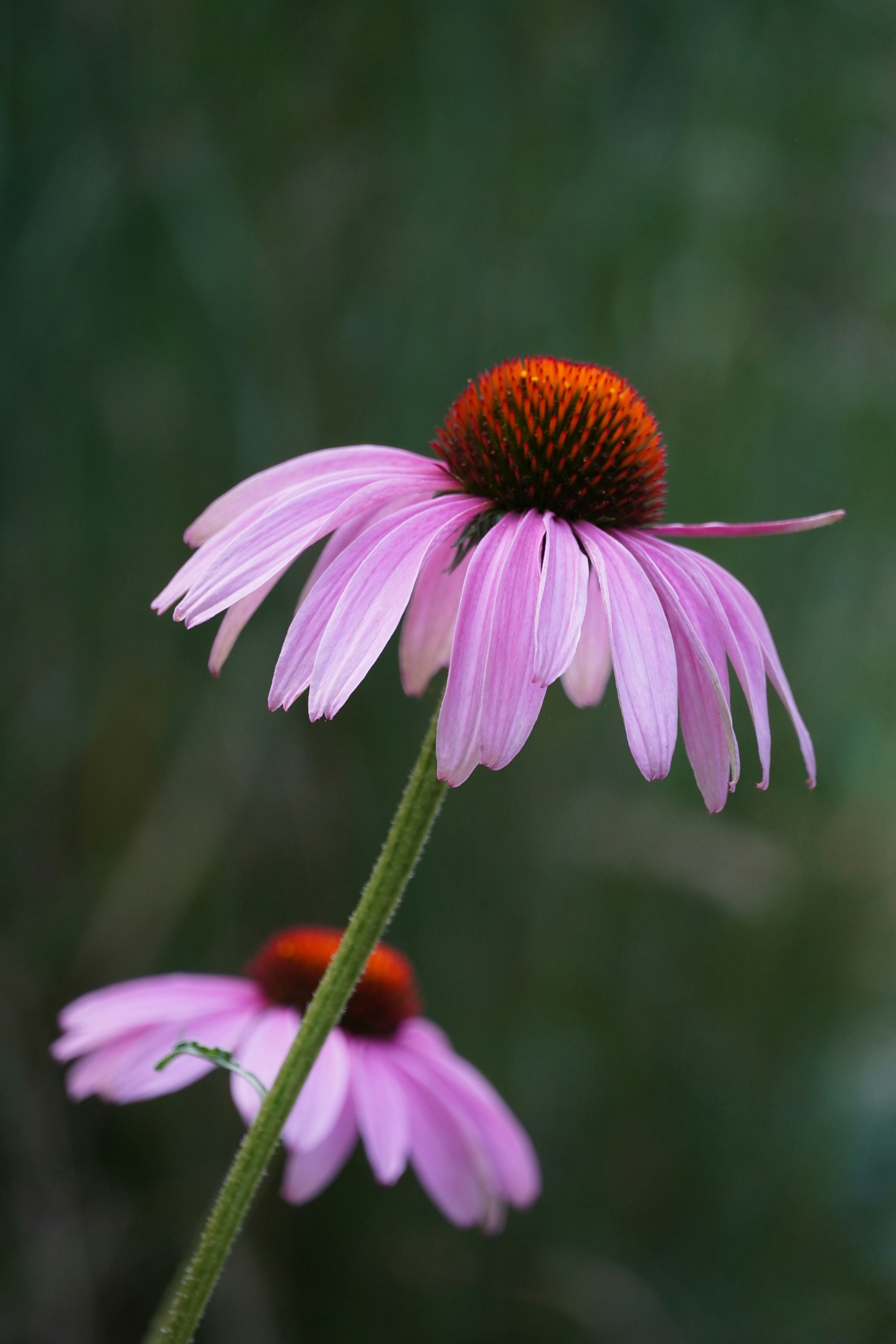 Photo by theodor_jacob