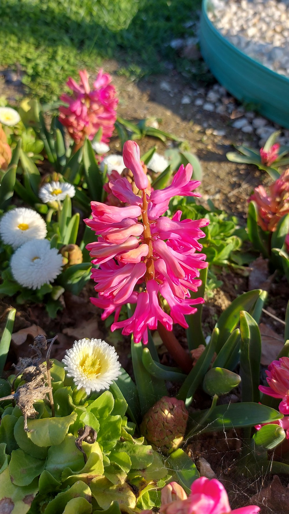 a bunch of flowers that are in the dirt