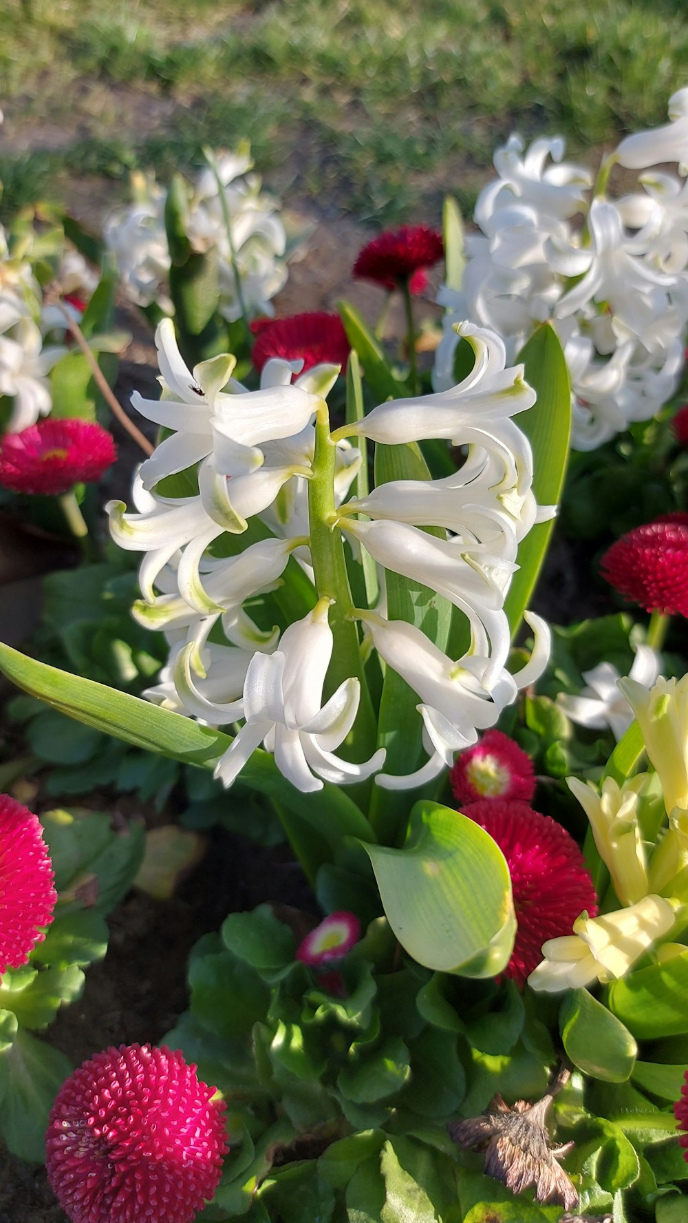 a bunch of flowers that are in the grass