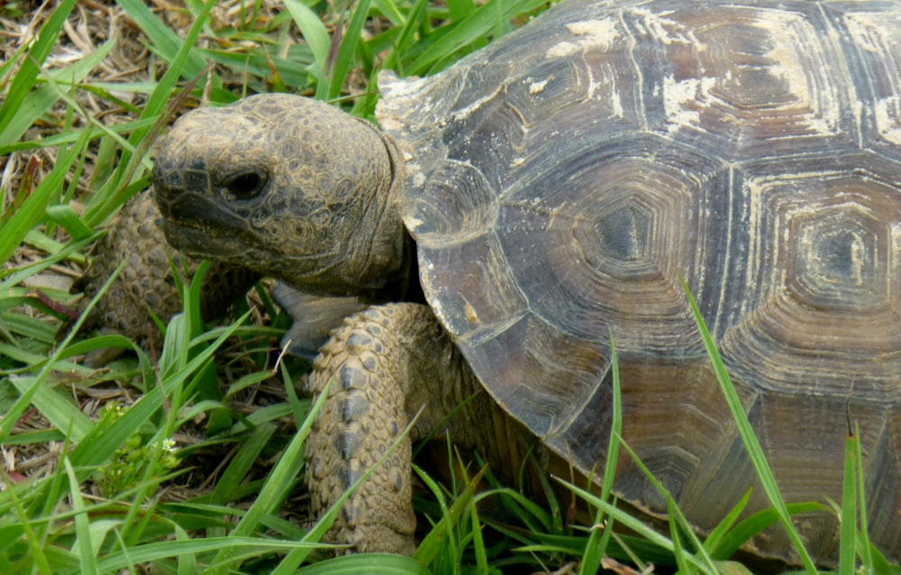 a close up of a turtle in the grass