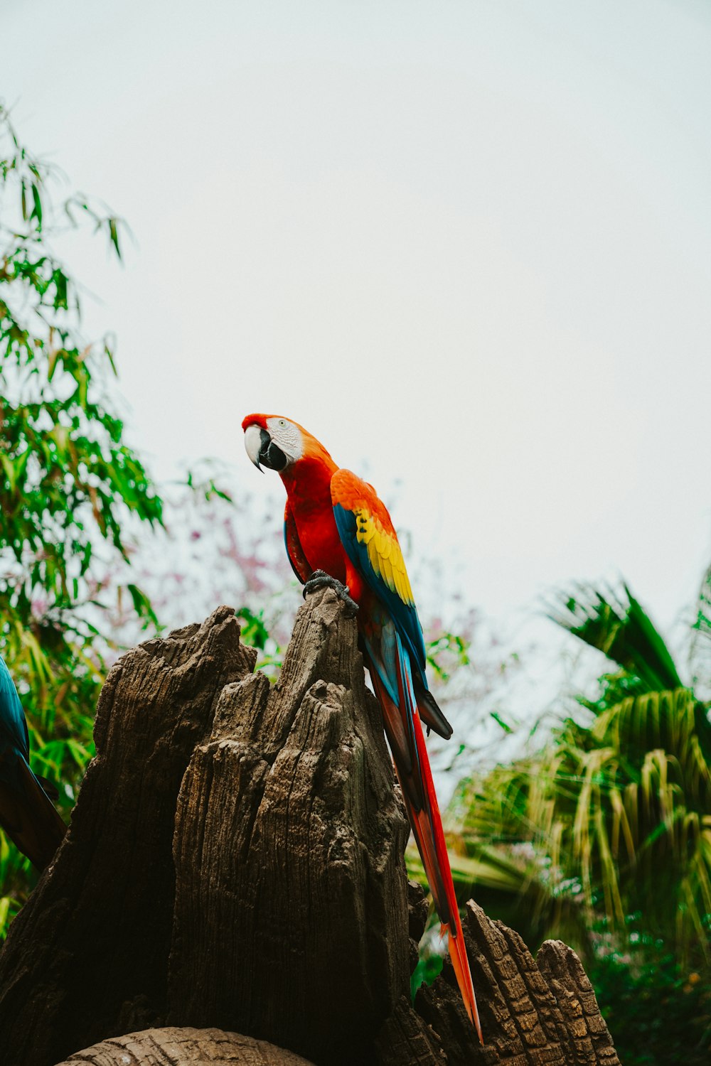 a colorful parrot sitting on top of a tree stump