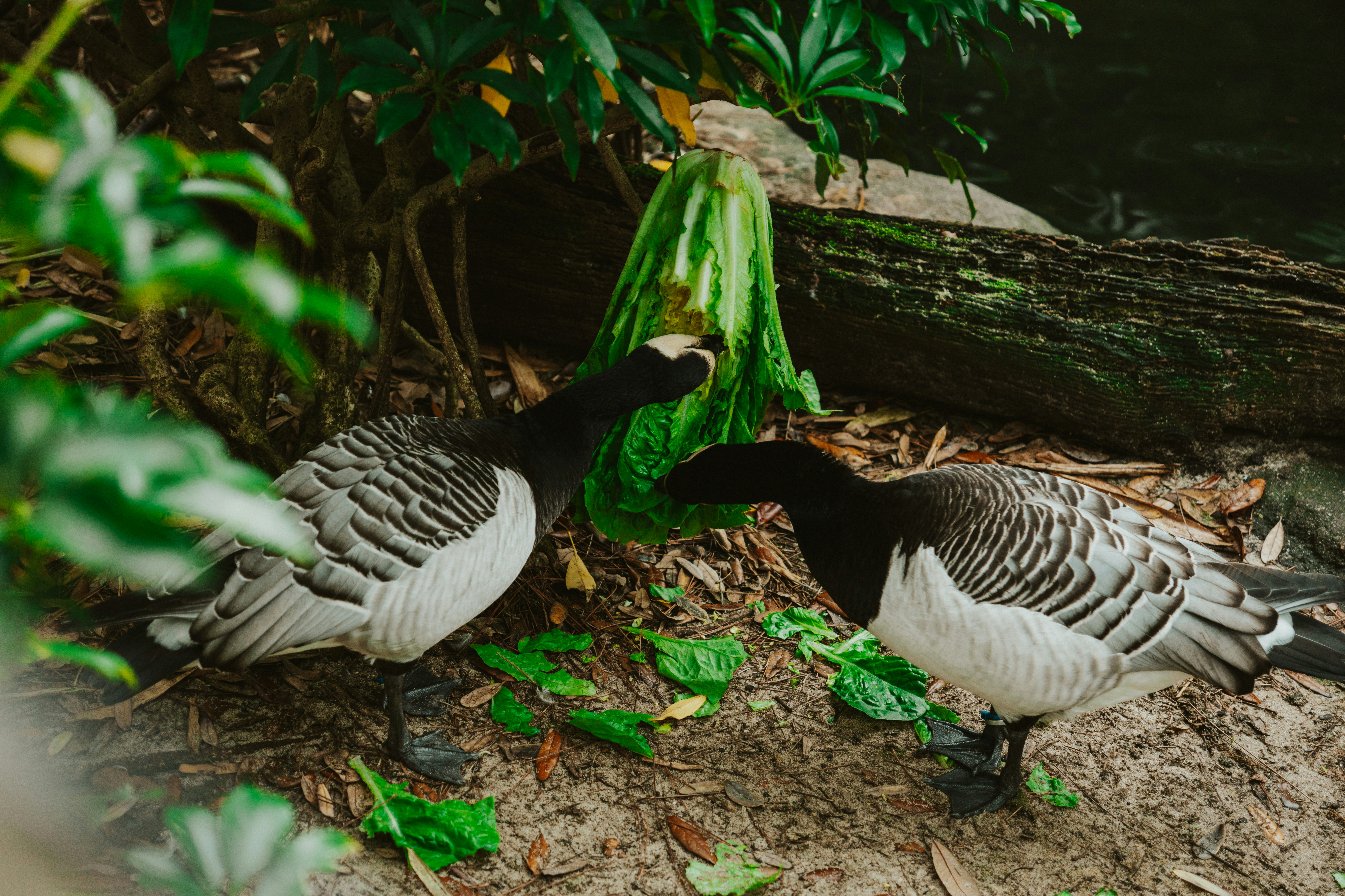 Photo by nickfuentes_