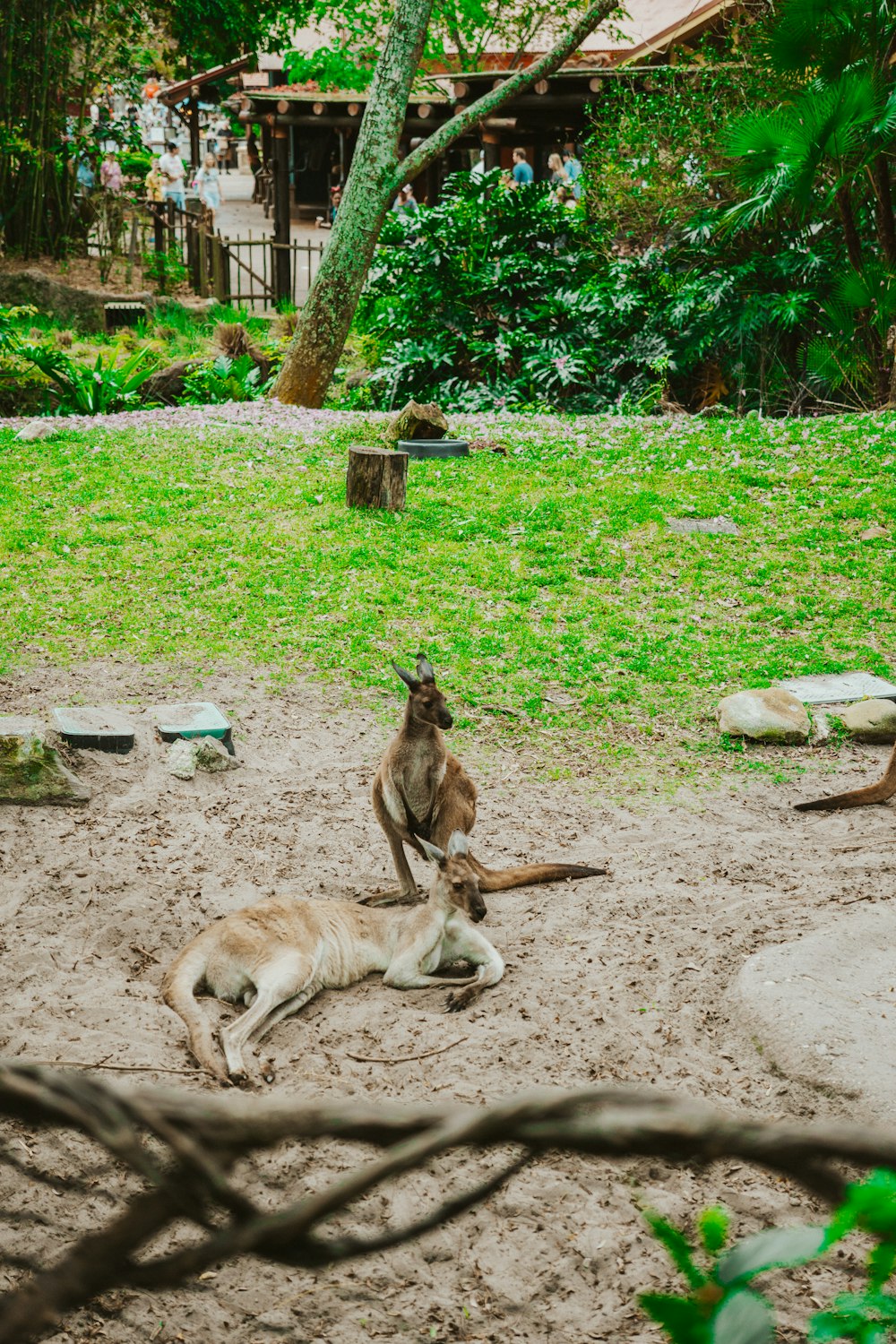 a kangaroo and a kangaroo laying in the sand