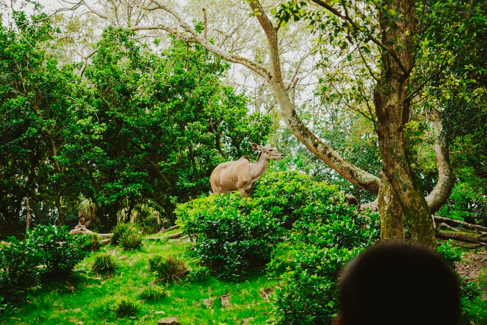 a rhino standing in the middle of a lush green forest