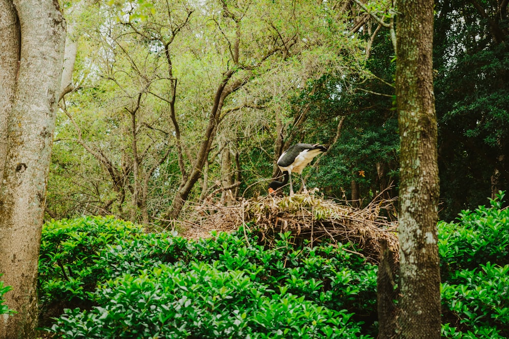 a bird sitting on top of a nest in a forest
