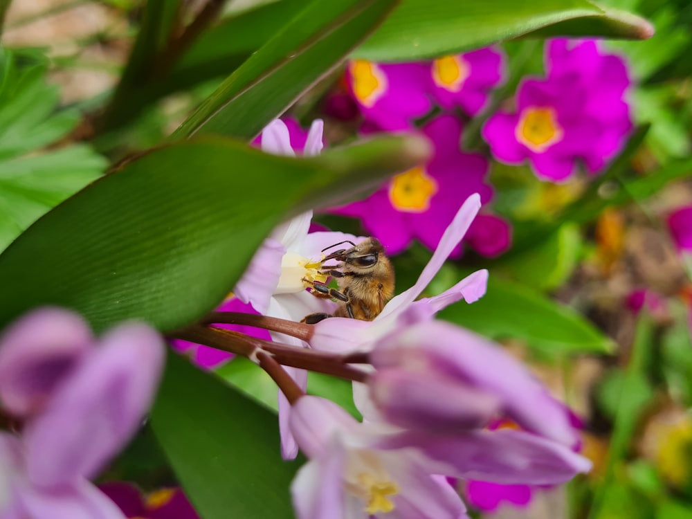 a bee sitting on a flower in a garden