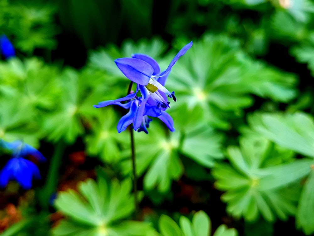 a blue flower with green leaves in the background