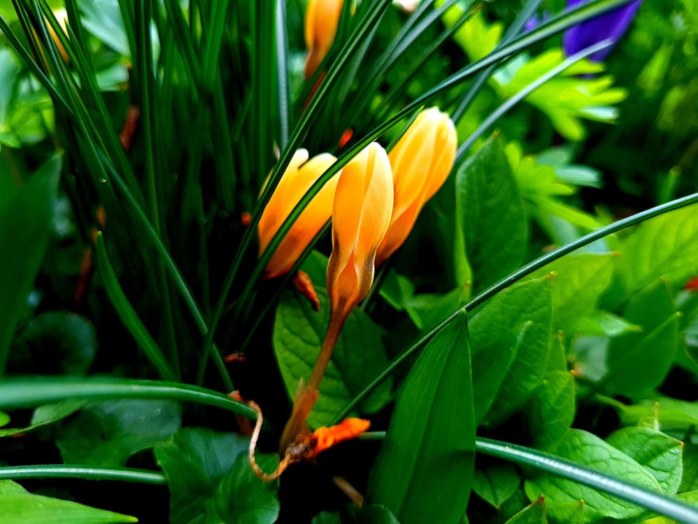 a bunch of flowers that are in the grass