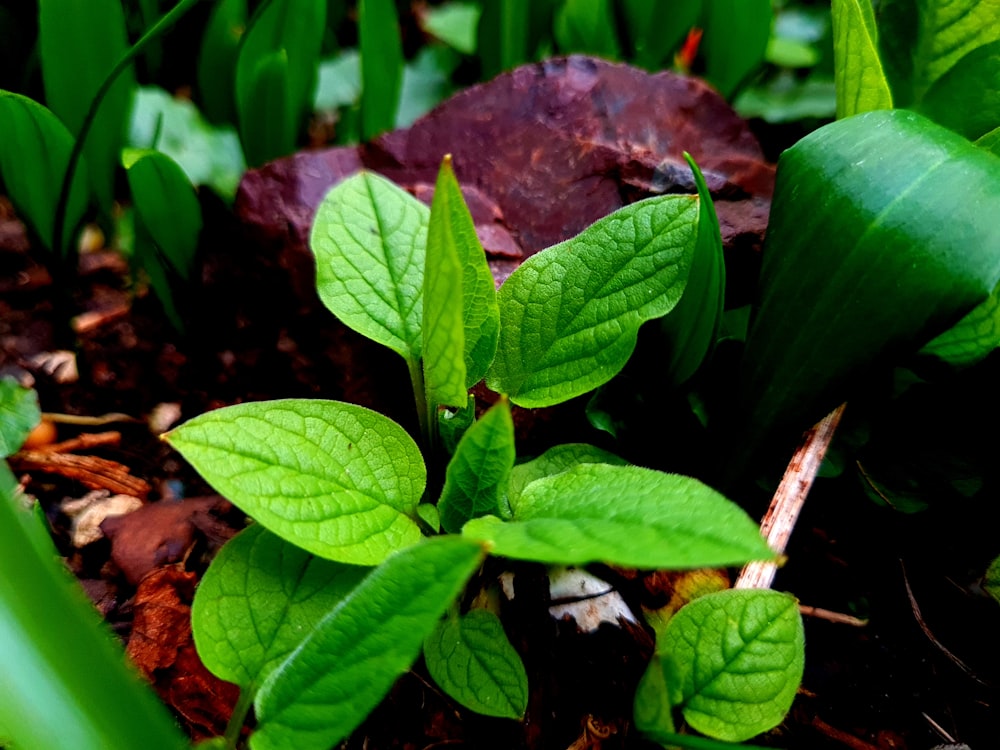 a small green plant growing out of the ground