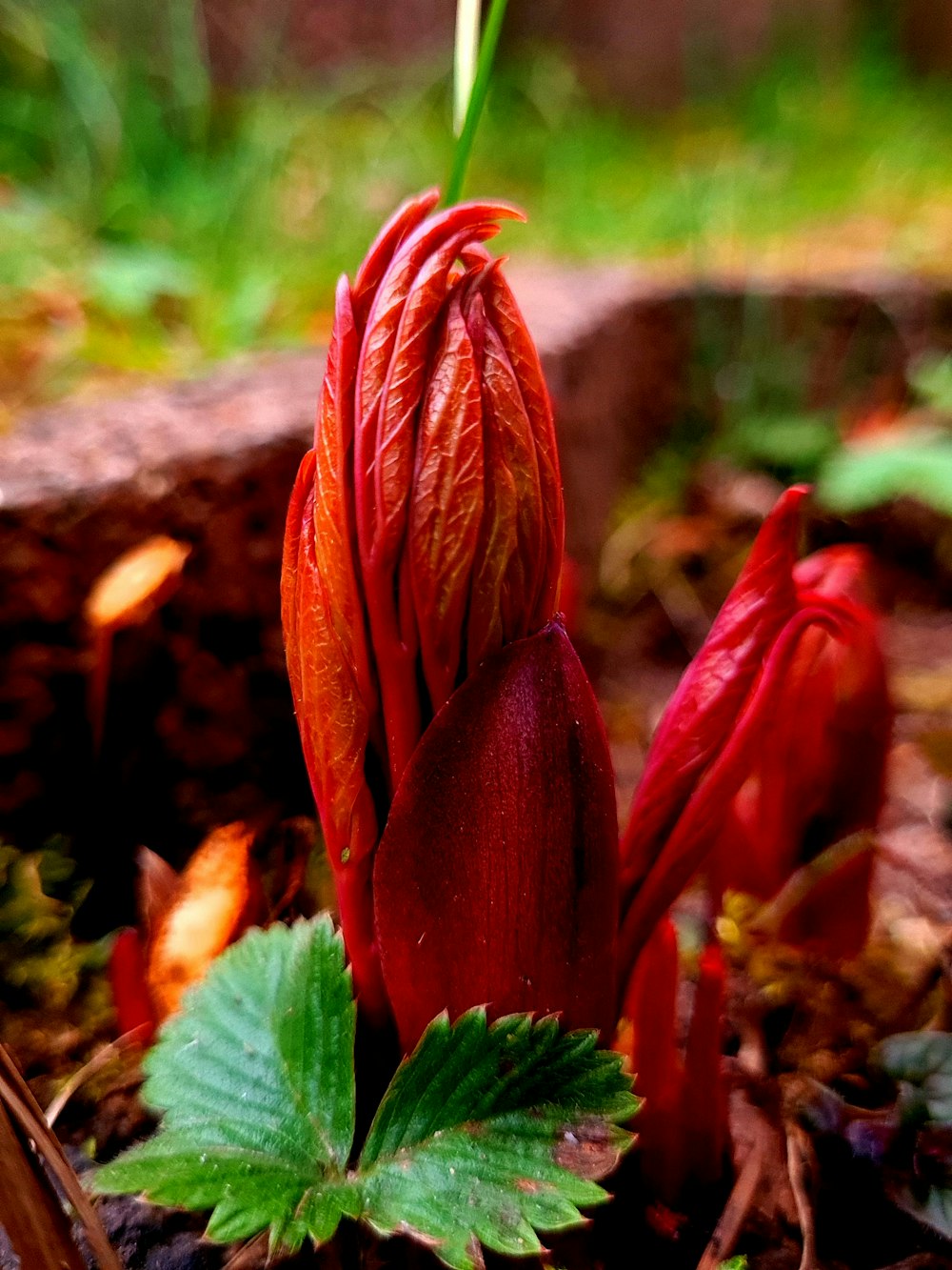 a close up of a flower on the ground