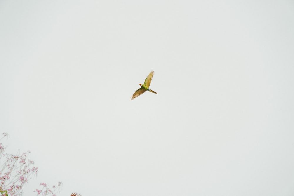 a bird flying in the sky above some trees