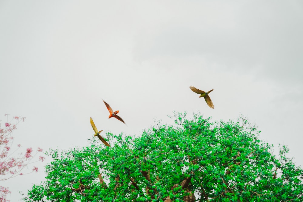 a flock of birds flying over a tree