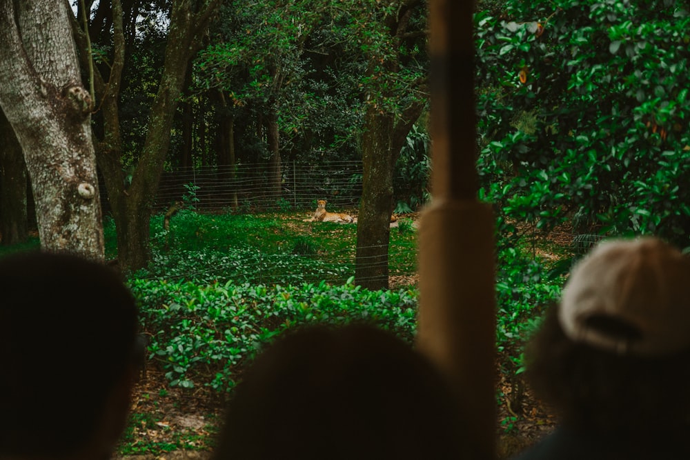 Eine Gruppe von Menschen, die eine Giraffe in einem Zoo beobachten