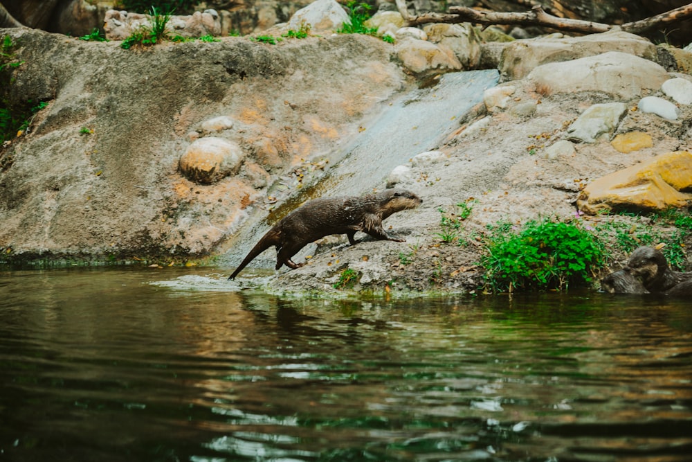 a small elephant standing on top of a rock next to a body of water