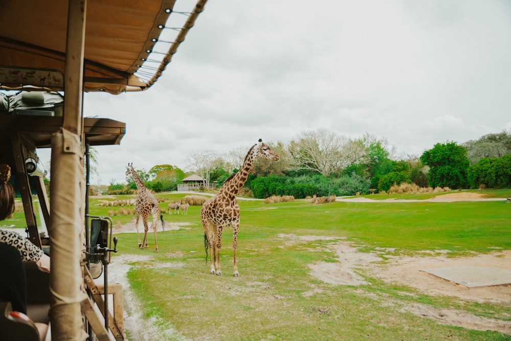 a group of giraffe standing on top of a lush green field
