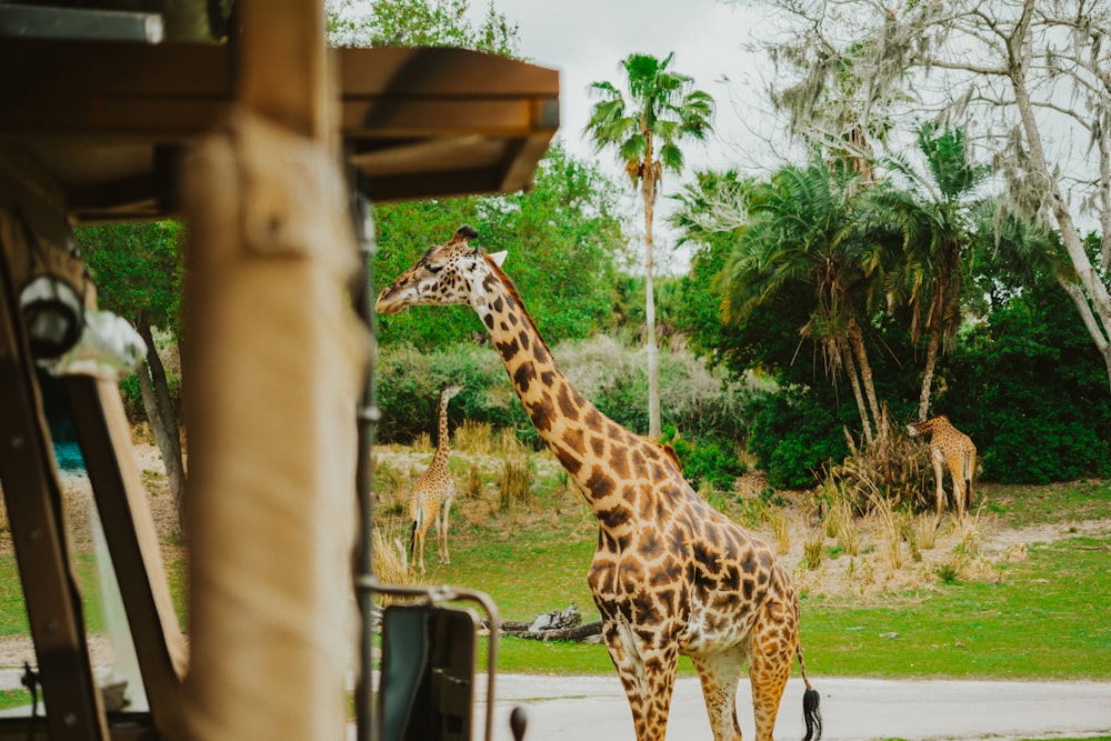 a giraffe standing next to a lush green forest