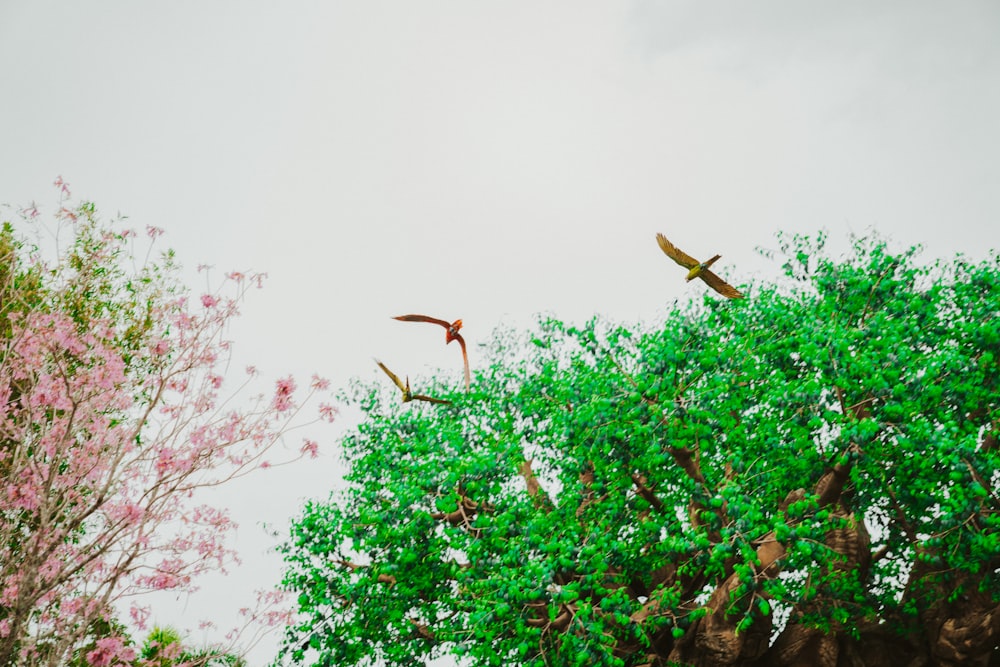 two birds flying over a tree with pink flowers
