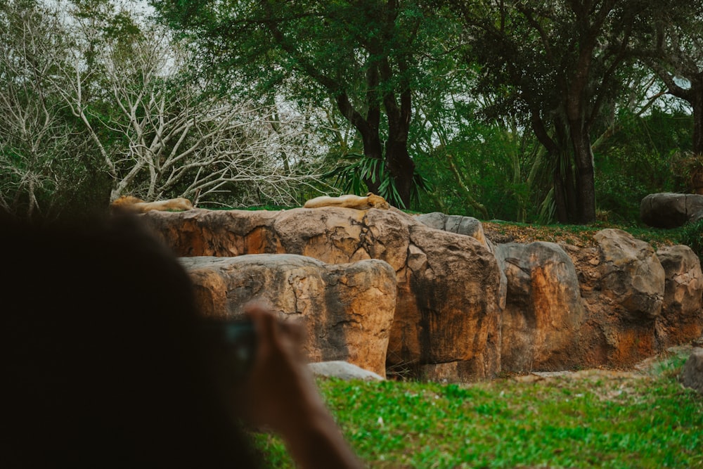 uma pessoa tirando uma foto de um leão deitado em uma rocha