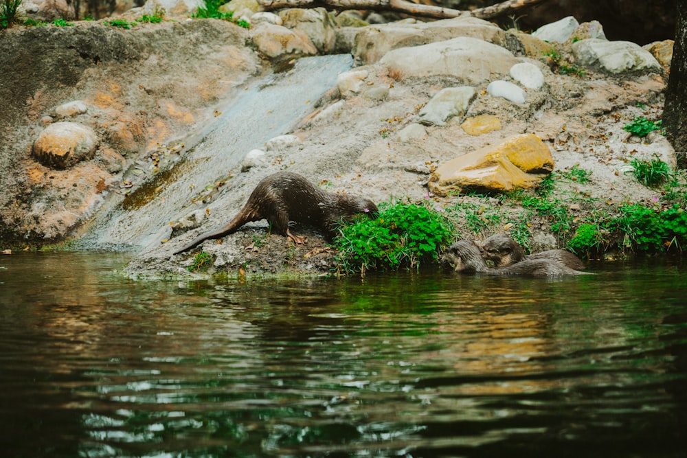 an animal that is laying down in the water