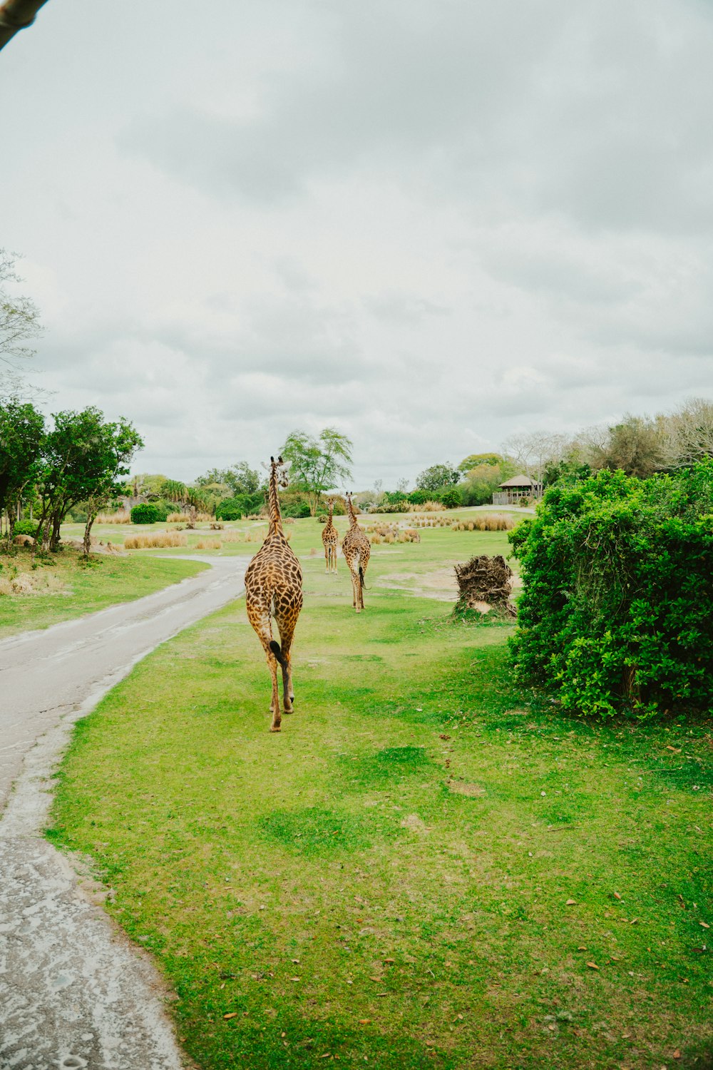 two giraffes are walking down a path in the grass