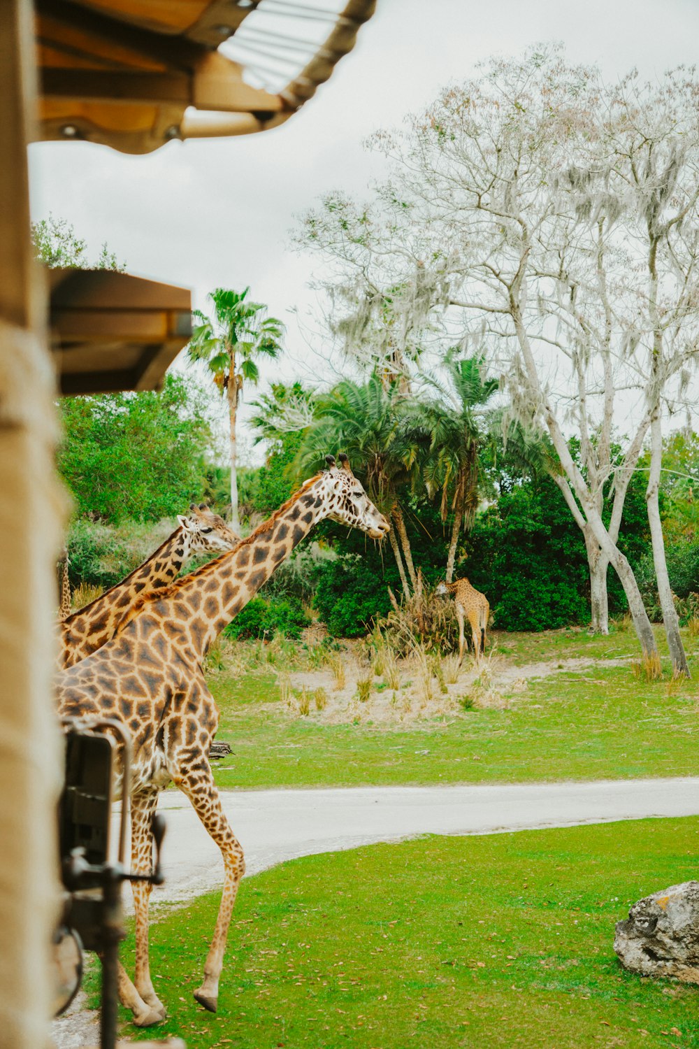 two giraffes in a grassy area next to trees