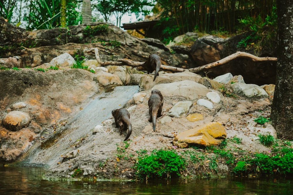 a couple of animals that are standing on some rocks