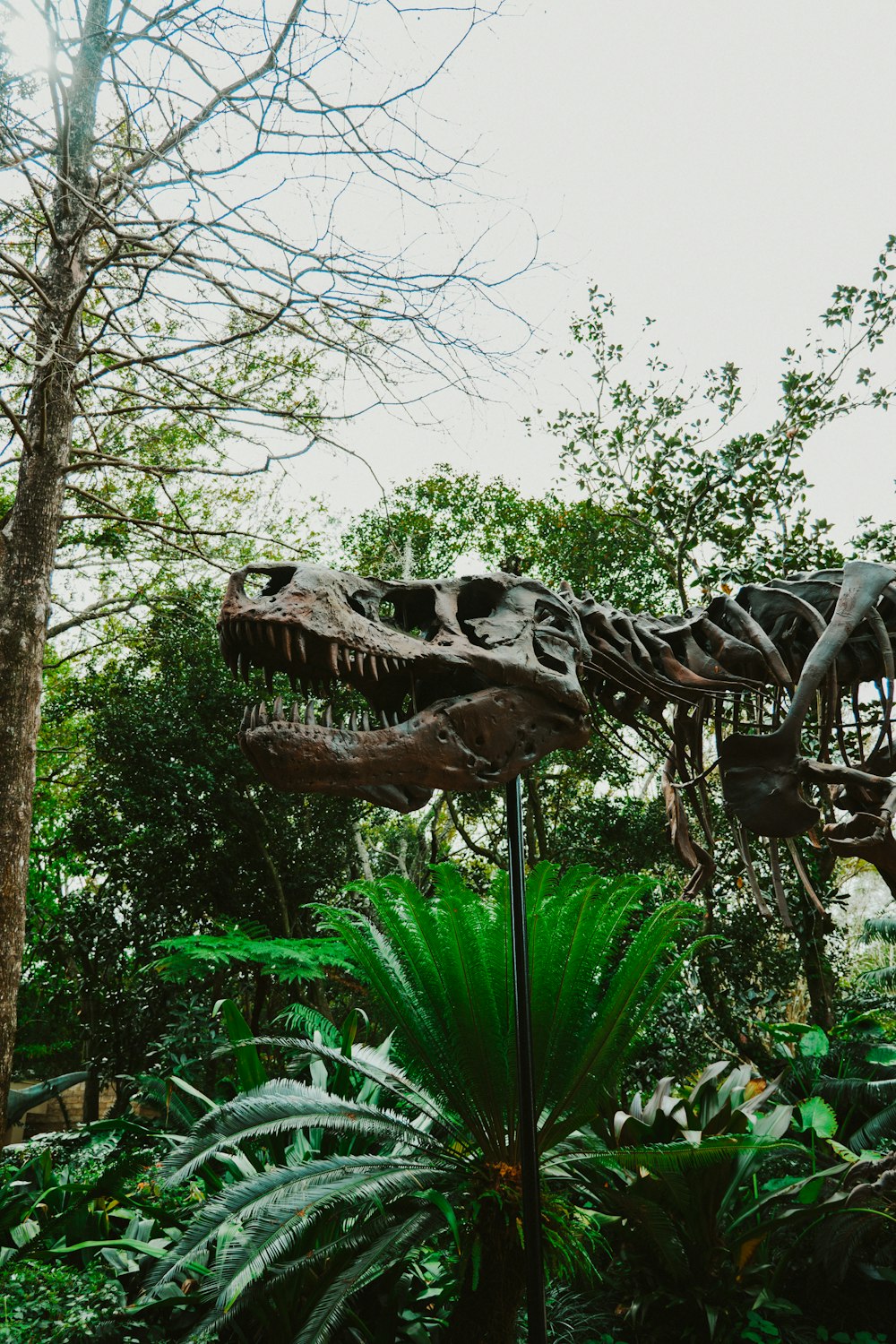 a dinosaur skeleton in the middle of a forest