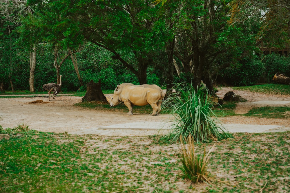 um rinoceronte e uma girafa em um recinto de zoológico