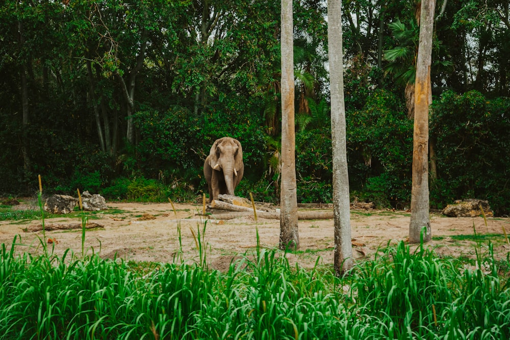 an elephant standing in the middle of a forest