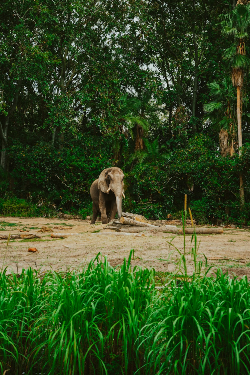 an elephant is standing in the middle of the jungle