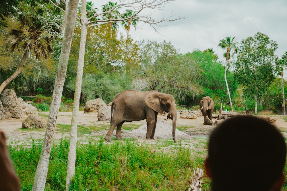 Un par de elefantes parados uno al lado del otro