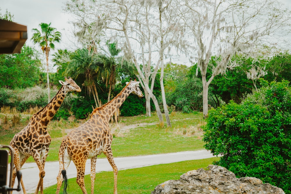 zwei Giraffen gehen auf einer Wiese neben Bäumen spazieren