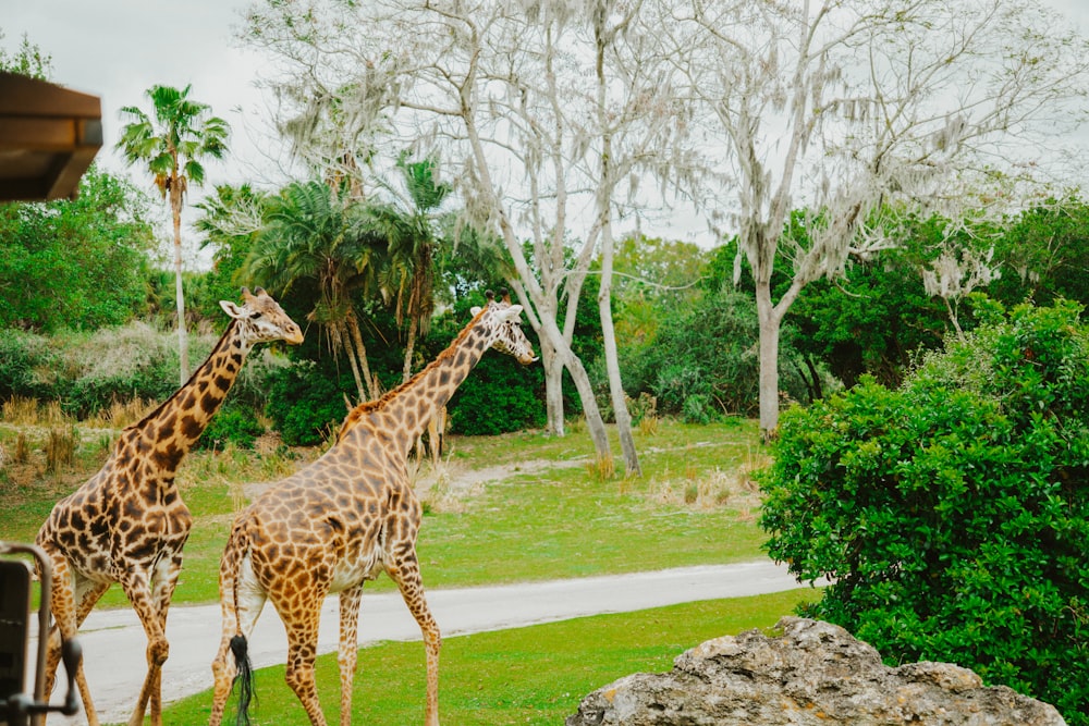 two giraffes walking in a grassy area next to trees
