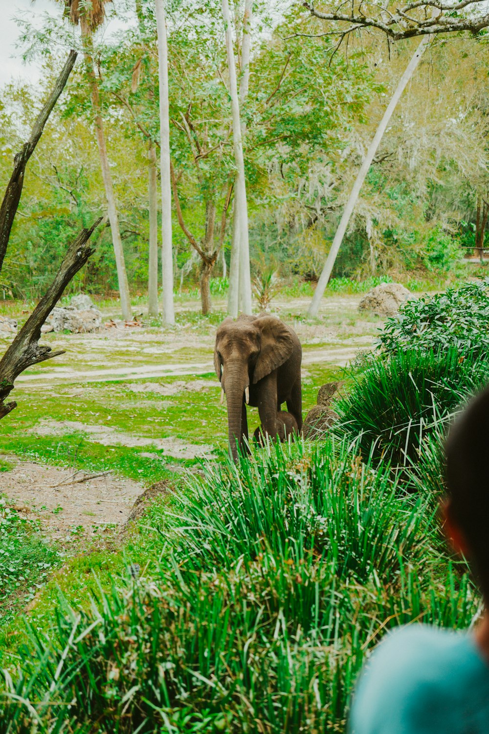 an elephant is standing in the middle of a grassy area