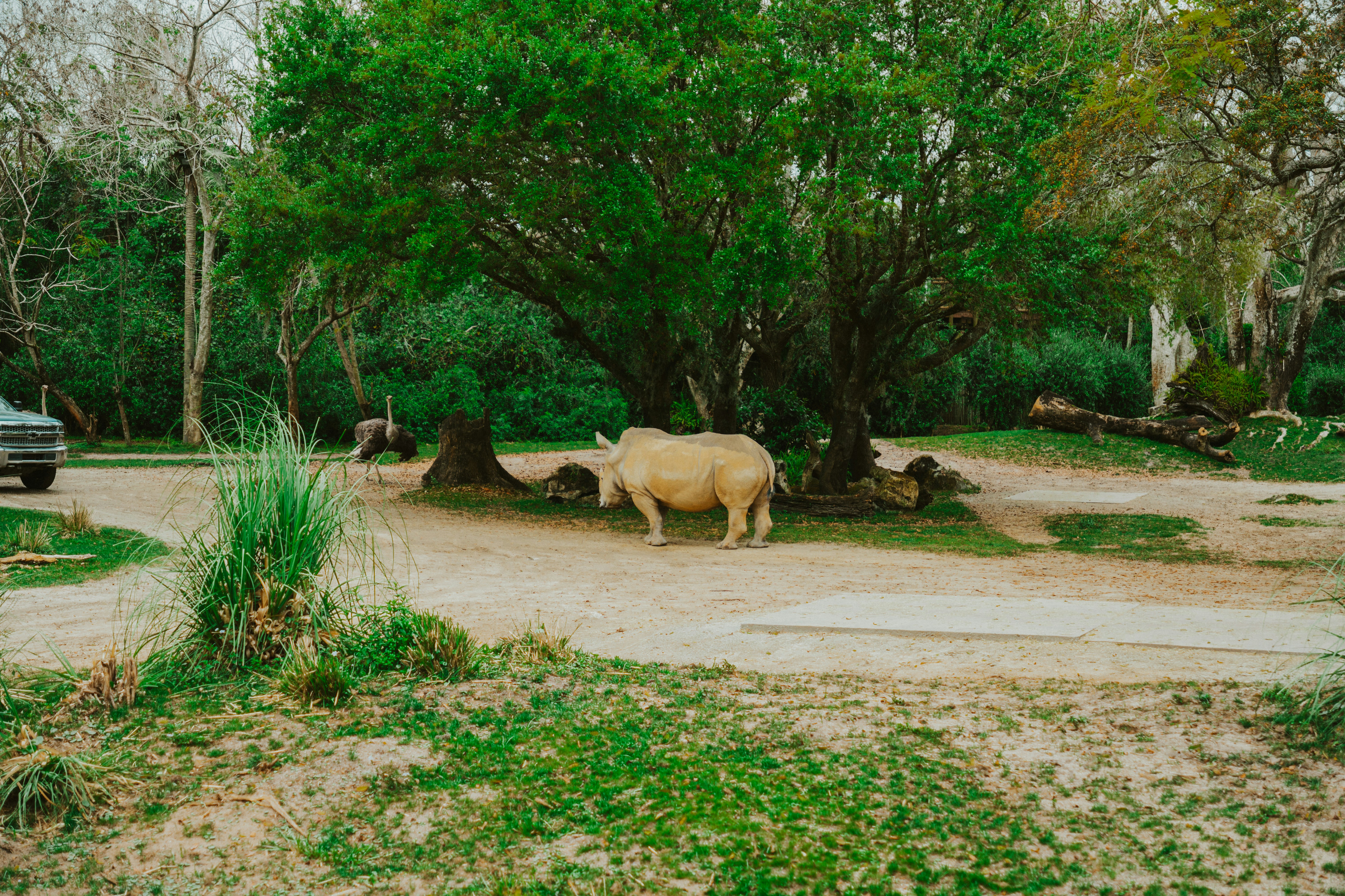 a rhino standing in the middle of a dirt road