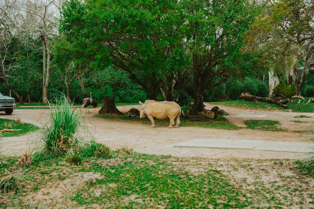 a rhino standing in the middle of a dirt road